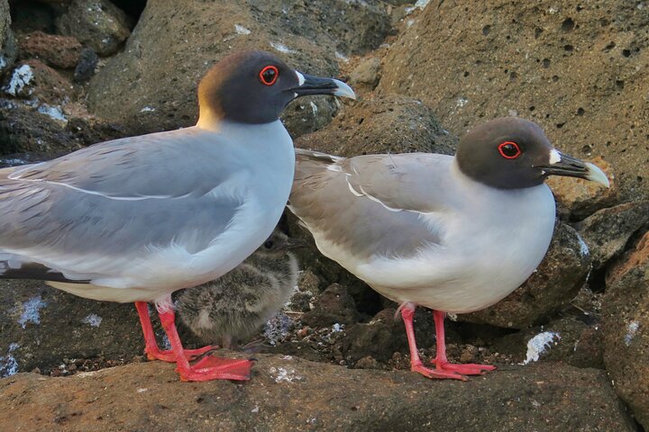 Day tour to San Cristobal Island with private Land Tour and snorkeling