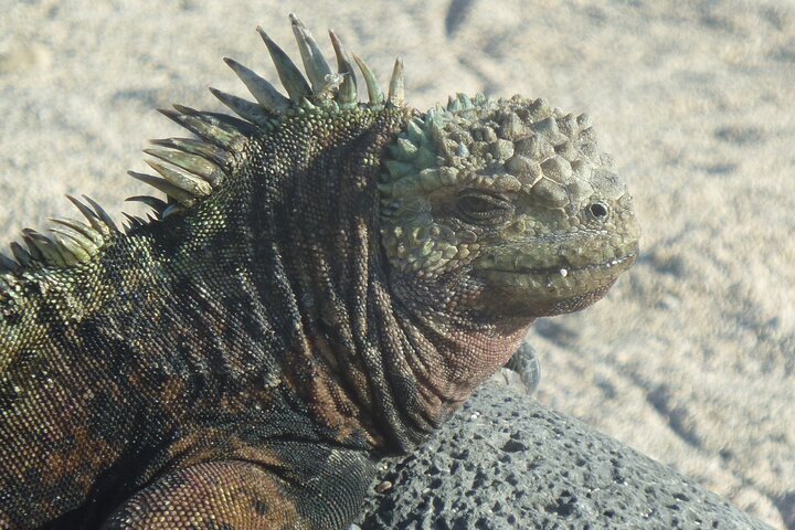 Day tour to San Cristobal Island with private Land Tour and snorkeling