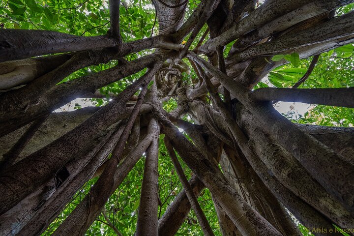 Small-Group Trekking Experience in Daintree National Park
