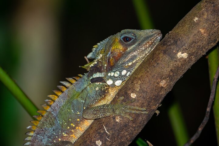 Small-Group Trekking Experience in Daintree National Park