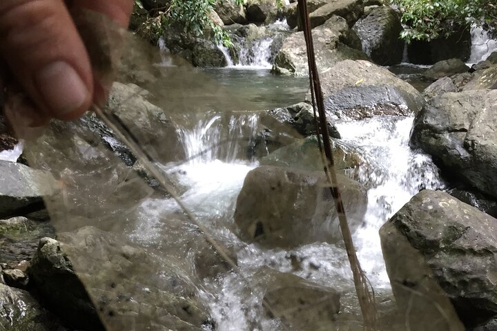 Small-Group Trekking Experience in Daintree National Park
