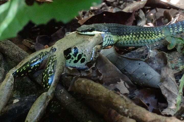 Small-Group Trekking Experience in Daintree National Park