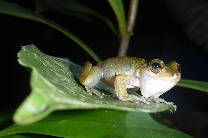 Family Night Walking Tour at Tropical Rainforest in Daintree