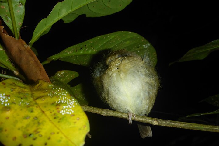 Family Night Walking Tour at Tropical Rainforest in Daintree