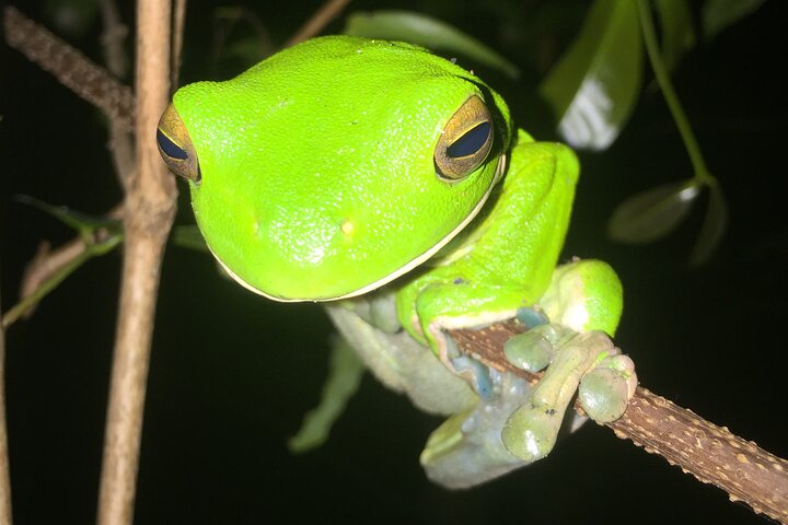 Family Night Walking Tour at Tropical Rainforest in Daintree