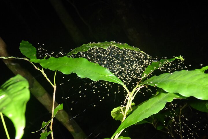 Family Night Walking Tour at Tropical Rainforest in Daintree