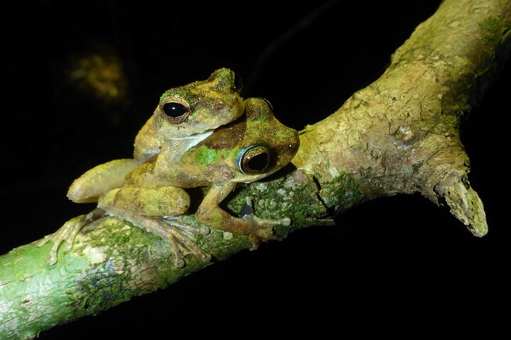 Family Night Walking Tour at Tropical Rainforest in Daintree