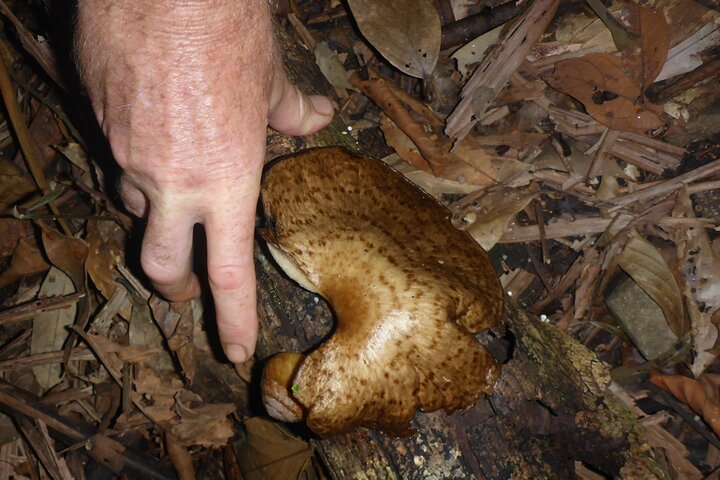 Family Night Walking Tour at Tropical Rainforest in Daintree