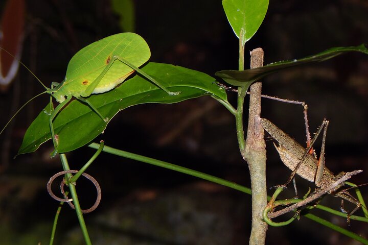 Family Night Walking Tour at Tropical Rainforest in Daintree