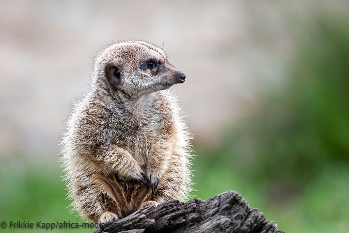 Wild Cat Experience Tour