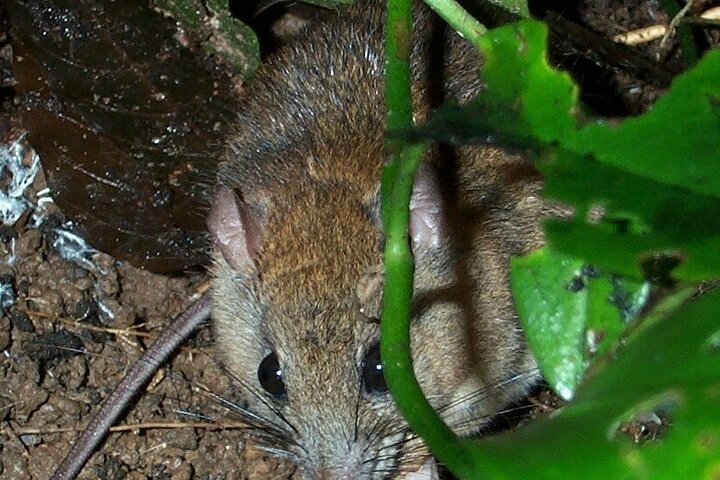 Family Night Walking Tour at Tropical Rainforest in Daintree