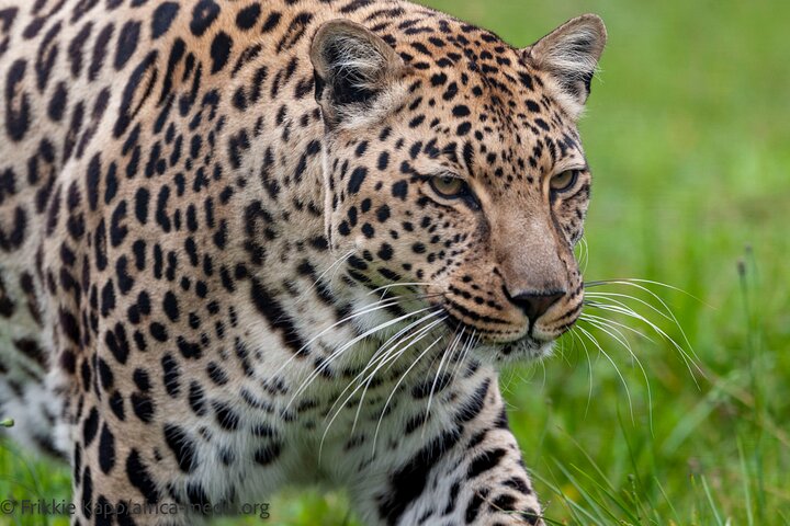Wild Cat Experience Tour