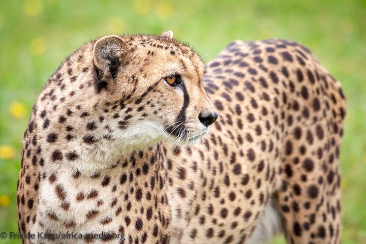 Wild Cat Experience Tour