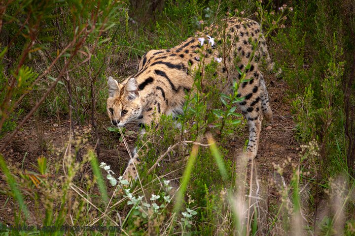 Wild Cat Experience Tour