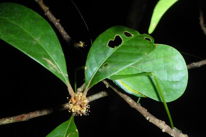 Family Night Walking Tour at Tropical Rainforest in Daintree