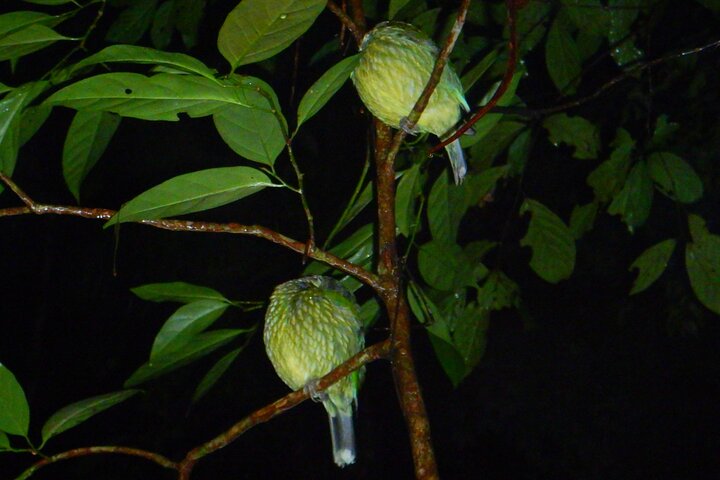 Family Night Walking Tour at Tropical Rainforest in Daintree