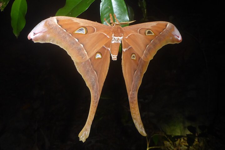 Family Night Walking Tour at Tropical Rainforest in Daintree
