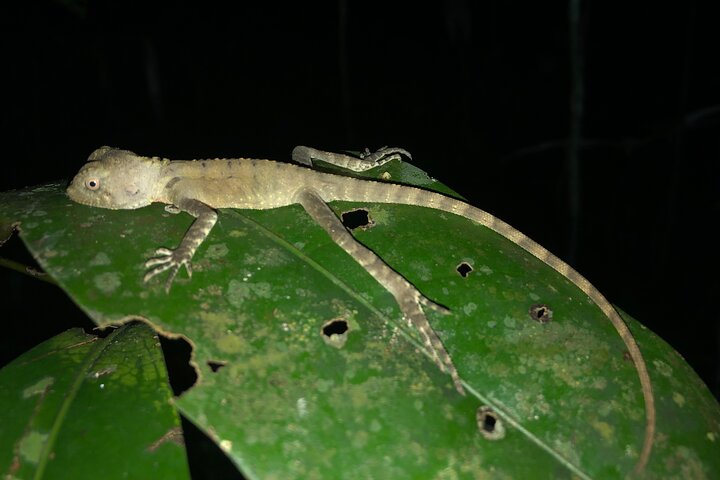 Family Night Walking Tour at Tropical Rainforest in Daintree