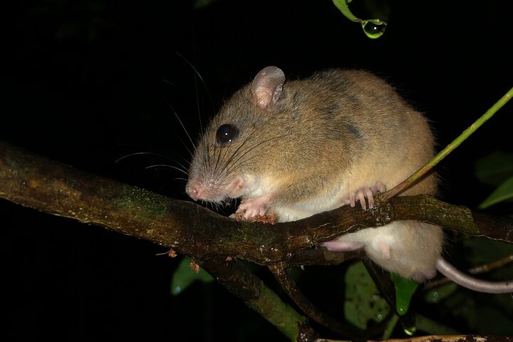 Family Night Walking Tour at Tropical Rainforest in Daintree