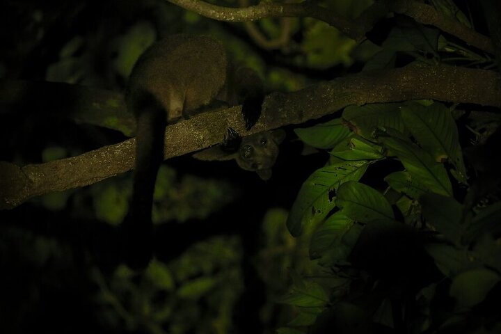 Family Night Walking Tour at Tropical Rainforest in Daintree