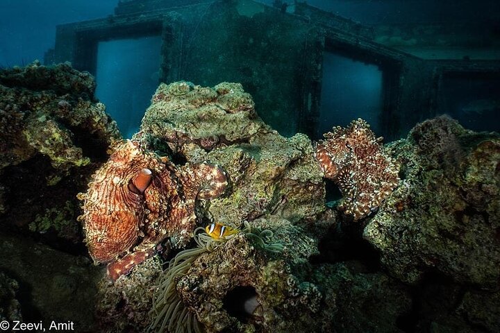 Snorkeling to Undewrater Restaraunt covered by Corals