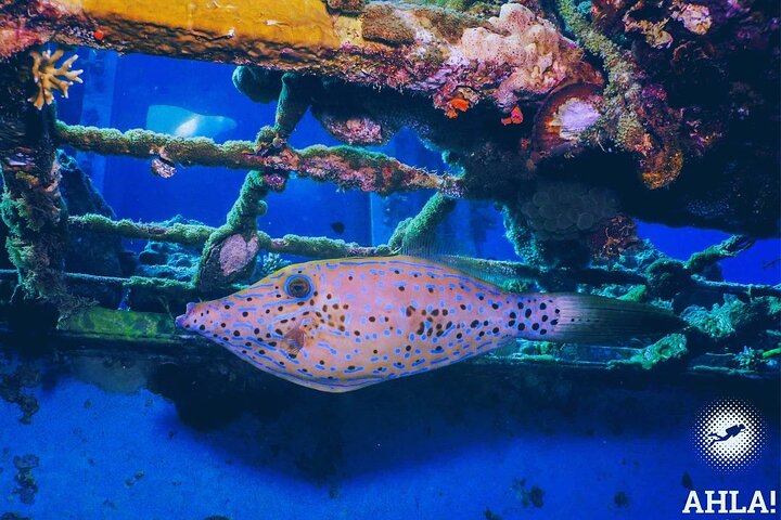 Snorkeling to Undewrater Restaraunt covered by Corals