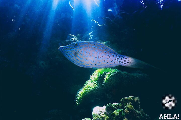 Snorkeling to Undewrater Restaraunt covered by Corals