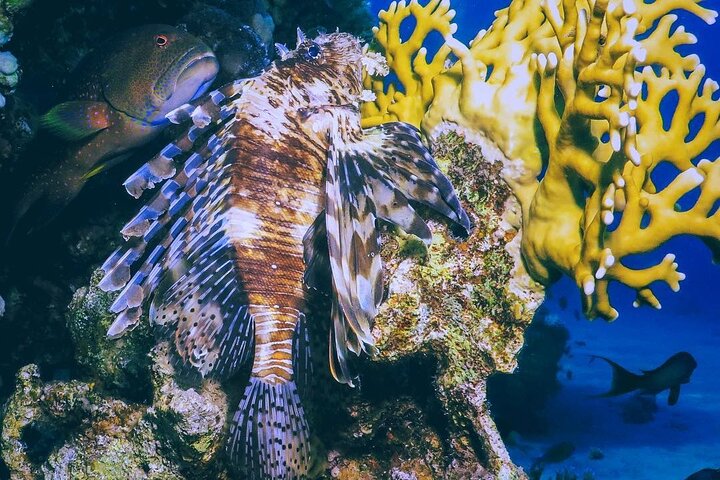 Snorkeling to Undewrater Restaraunt covered by Corals