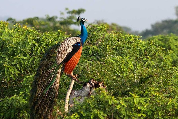 2 Days Tour of Double Safari (Yala & Udawalawe) - All Inclusive
