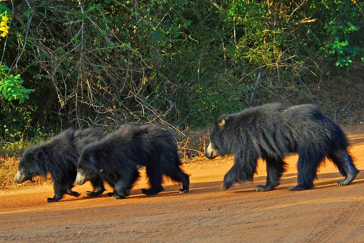 2 Days Tour of Double Safari (Yala & Udawalawe) - All Inclusive