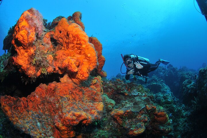 Discover scuba diving in Búzios