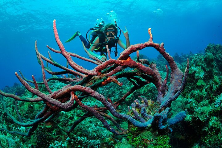 Discover scuba diving in Búzios
