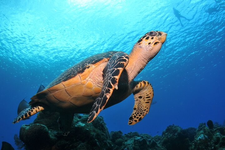 Discover scuba diving in Búzios