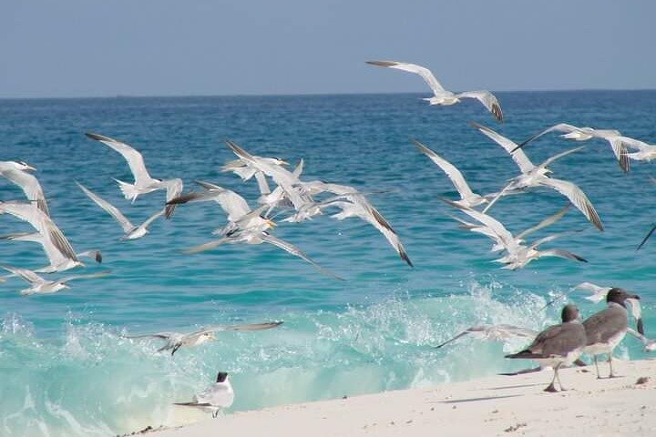 Half Day Zanzibar Mnemba Atoll Marine Reserve Snorkeling Tour