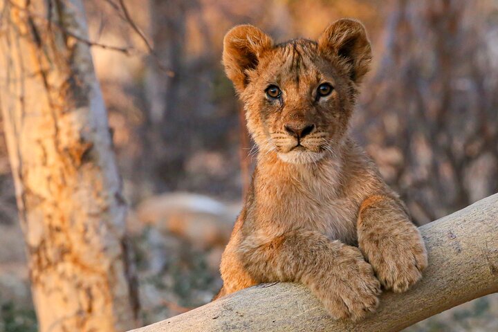 Chobe Day Trip, Botswana Ex Victoria falls or Livingstone