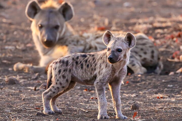 Chobe Day Trip, Botswana Ex Victoria falls or Livingstone