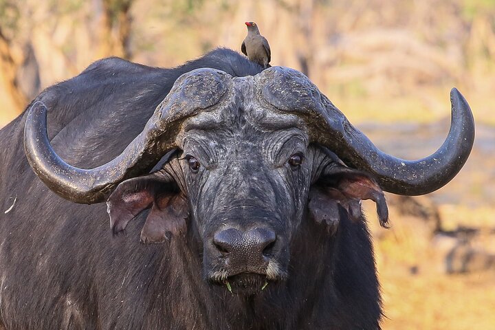 Chobe Day Trip, Botswana Ex Victoria falls or Livingstone