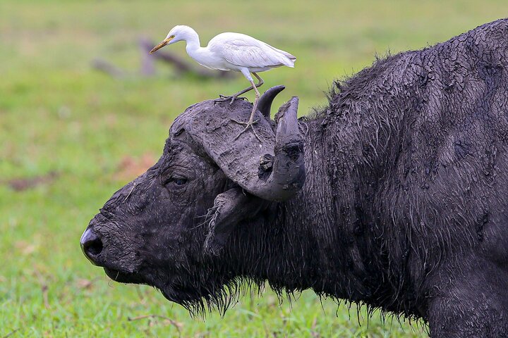 Chobe Day Trip, Botswana Ex Victoria falls or Livingstone