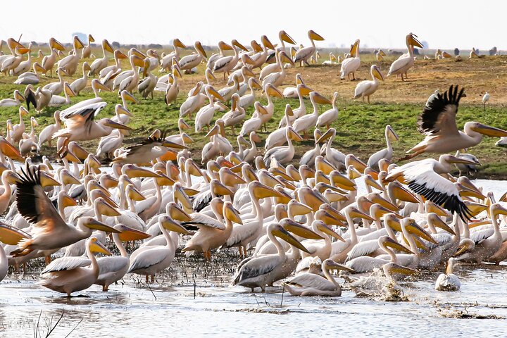 Chobe Day Trip, Botswana Ex Victoria falls or Livingstone
