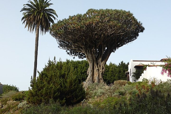 Day Tour with Official Guide Around the Island of Tenerife