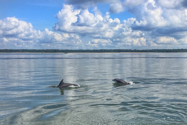 Hilton Head Dolphin Tour with Stop at Disappearing Island