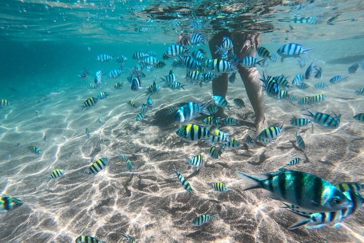 Koh Samui: Koh Tao & Koh Nang Yuan Snorkeling Tour by Speed Boat