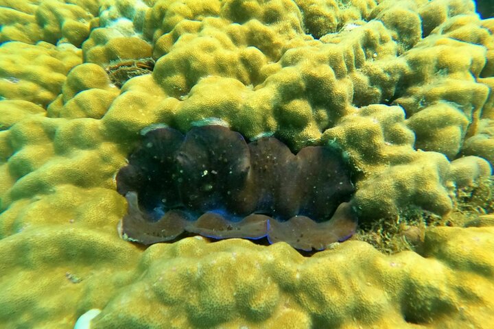 OnBird - Private family KID-FRIENDLY Snorkeling trip by speedboat in Phu Quoc