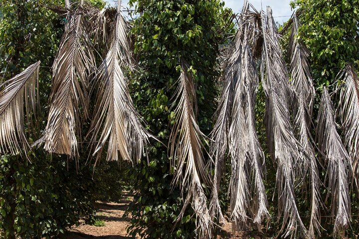 Exploring the Best of Kampot and Kep in a Full-Day Tour