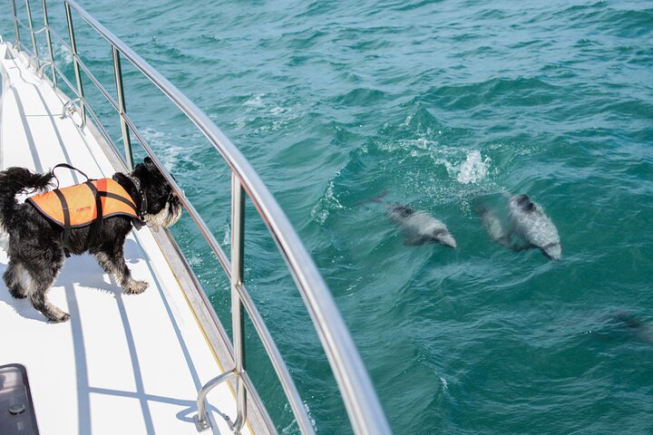 Akaroa Dolphins ~ Harbour Nature Cruise