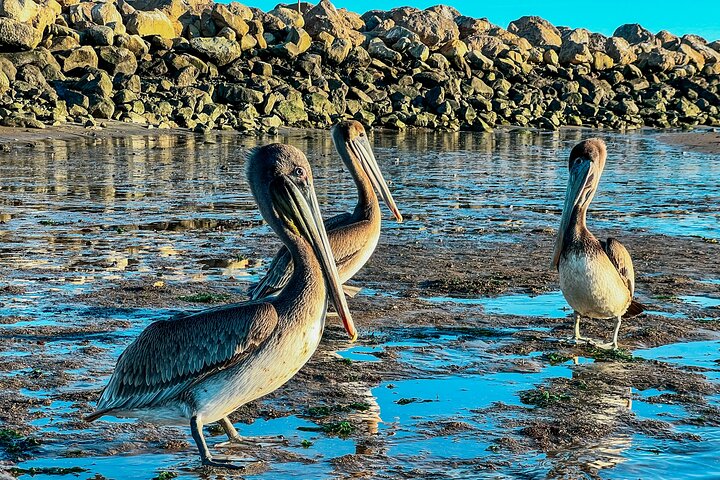 Wildlife Kayak Tour in Santa Barbara Harbor (2 Hours)