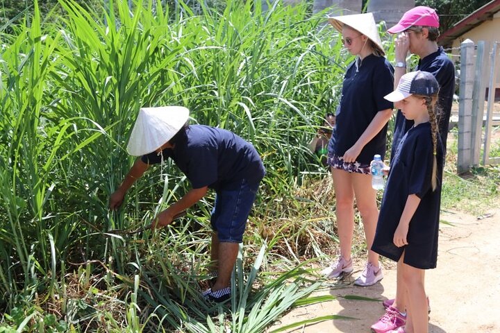 Koh Samui: Elephant Nature Care, the largest elephant sanctuary