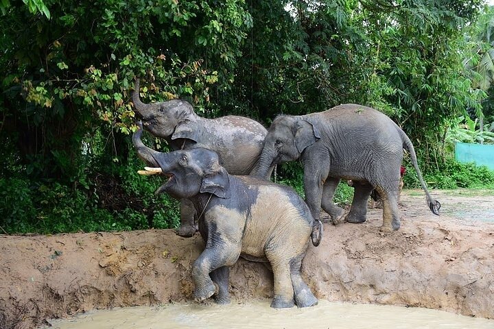 Koh Samui: Elephant Nature Care, the largest elephant sanctuary