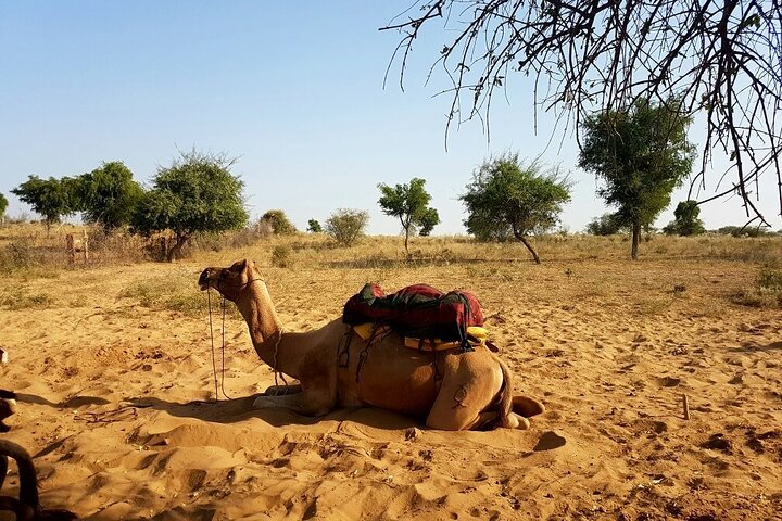 Desert Camel Safari & Jeep Safari Tour From Jodhpur