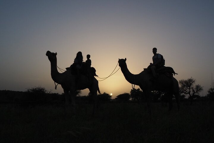 Desert Camel Safari & Jeep Safari Tour From Jodhpur